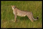  Cheetah Kweli, Olare Motorogoi Conservancy, Kenya � J. Zinn