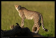  Cheetah Kweli, Olare Motorogoi Conservancy, Kenya � J. Zinn