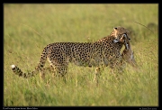  Cheetah Kweli brings dinner home, Olare Motorogoi Conservancy, Kenya � J. Zinn
