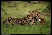  Cheetah Kweli brings dinner home, Olare Motorogoi Conservancy, Kenya � J. Zinn