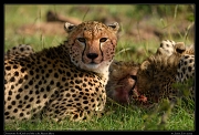  Dinnertime for Cheetah Kweli's cubs, Olare Motorogoi Conservancy, Kenya � J. Zinn