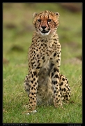  Cheetah Kweli's cub, Olare Motorogoi Conservancy, Kenya � J. Zinn