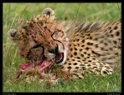 Cheetah Kweli's cub, Olare Motorogoi Conservancy, Kenya � J. Zinn