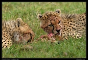  Cheetah Kweli's cubs, Olare Motorogoi Conservancy, Kenya � J. Zinn