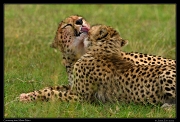  Cheetah Kweli's cubs grooming, Olare Motorogoi Conservancy, Kenya � J. Zinn