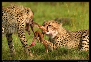  Cheetah Kweli's cub in a tug-o-war, Olare Motorogoi Conservancy, Kenya � J. Zinn