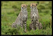  Neema's subadult cubs, Masai Mara, Kenya � J. Zinn