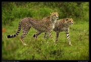  Neema's subadult cubs, Masai Mara, Kenya � J. Zinn