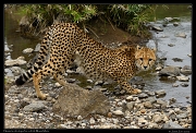 Neema's subadult cub having a drink, Masai Mara, Kenya � J. Zinn