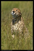 Cheetah Mbili shaking off the flies, Masai Mara, Kenya � J. Zinn