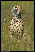 Cheetah Mbili shaking off the flies, Masai Mara, Kenya � J. Zinn