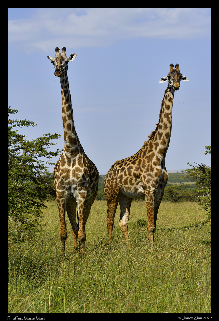 Giraffe_JZ1_0048a