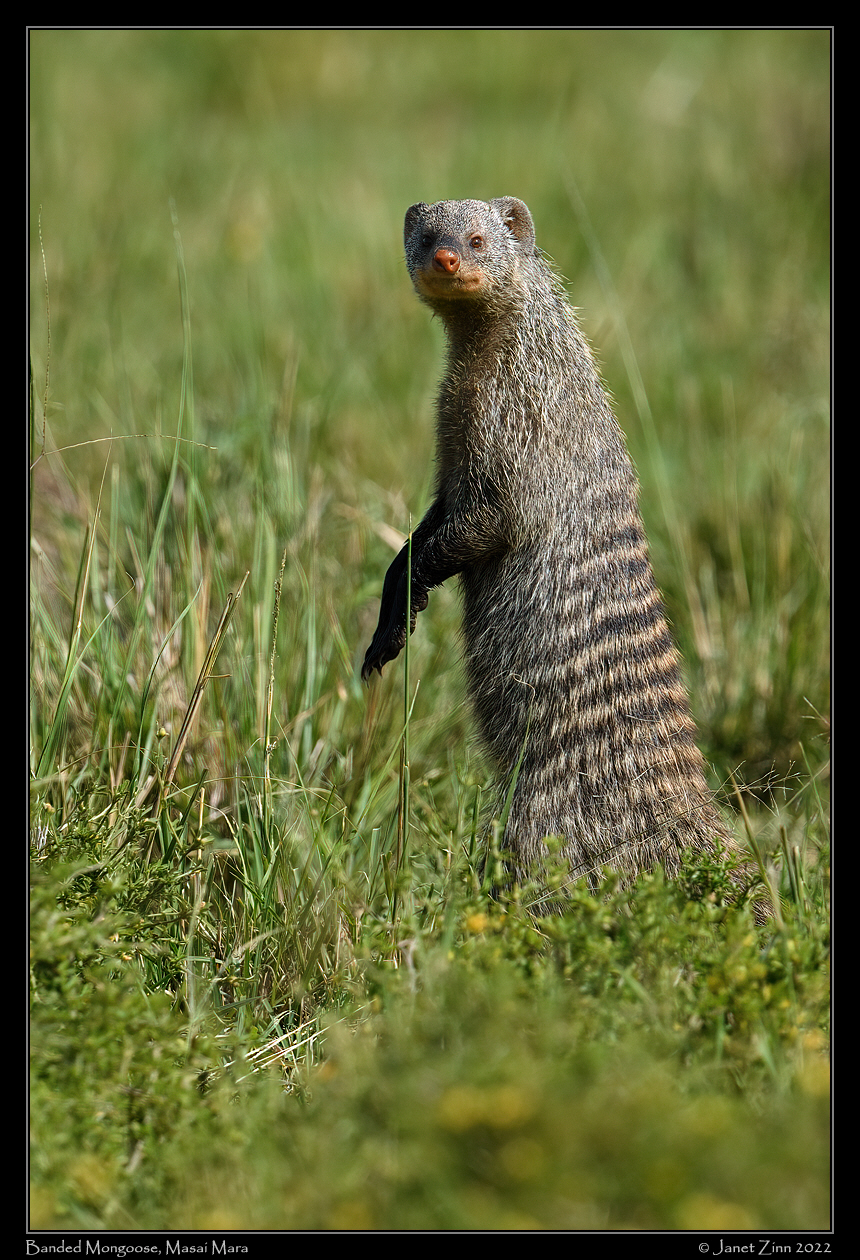 banded_mongoose_JZ9_1498a