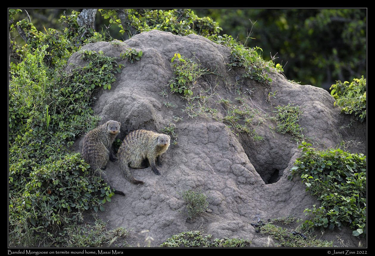 banded_mongoose_JZ9_6647a