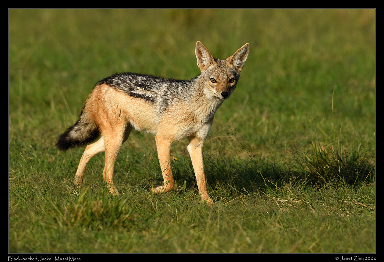 black_backed_jackal_JZ9_5470a