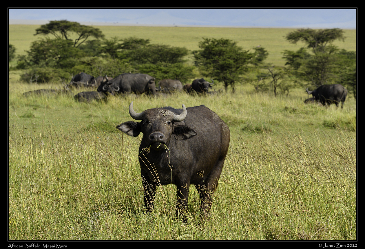 buffalo_JZ1_9015a