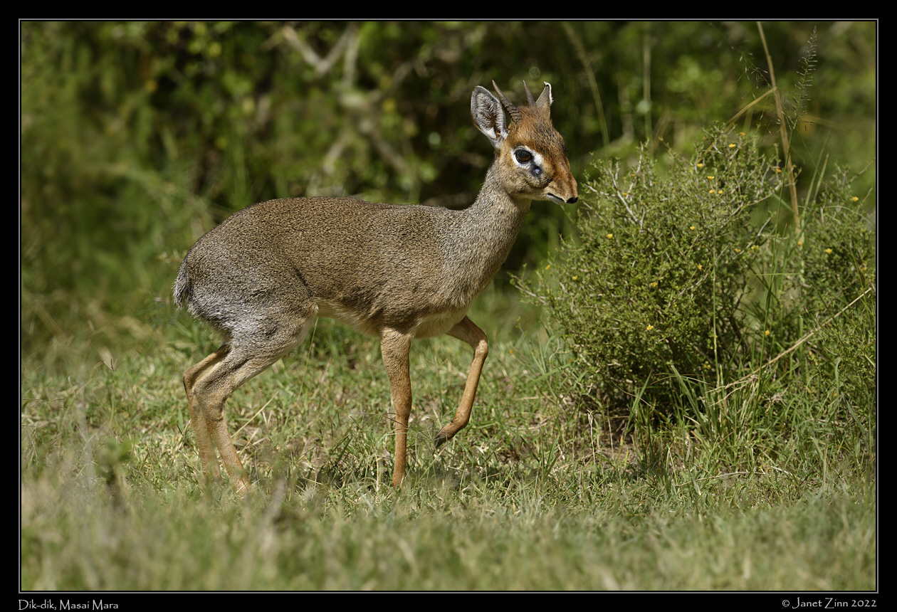 dik_dik_JZ9_1618a