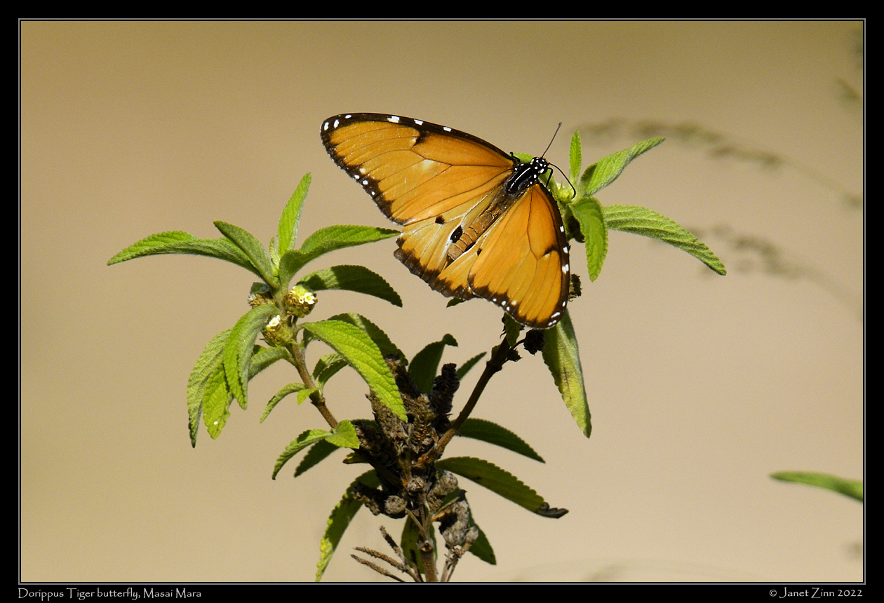 dorippus_tiger_JZ9_3397a