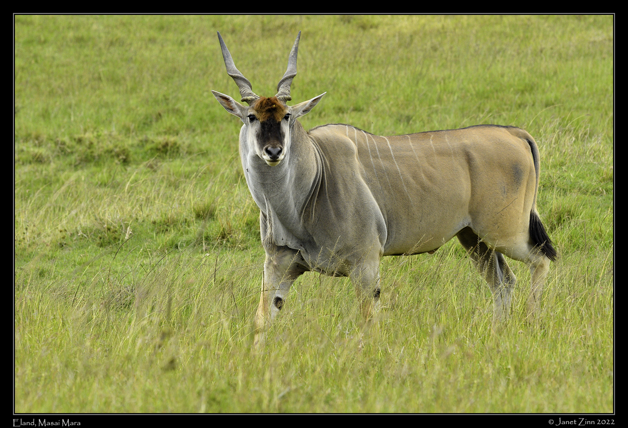 eland_JZ1_9290b