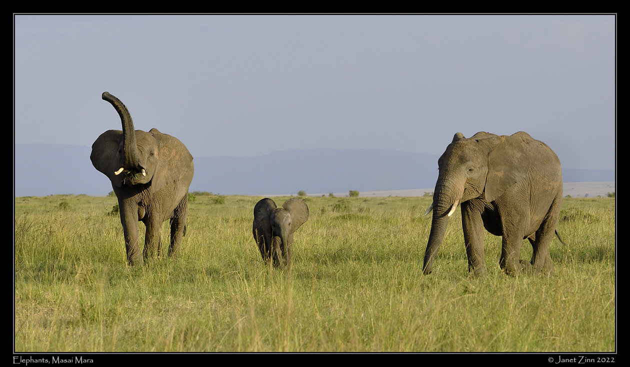 elephant_JZ1_7676a