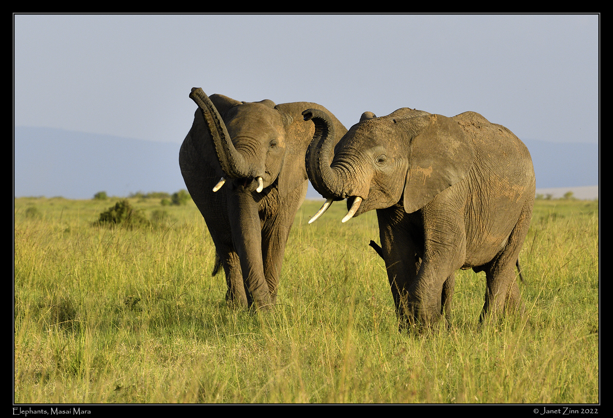 elephant_JZ1_7681a