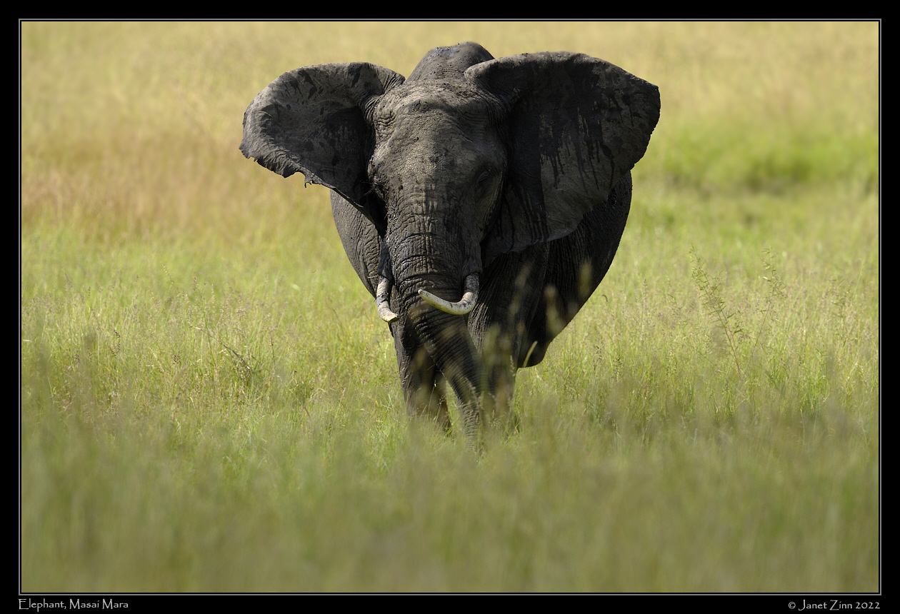 elephant_JZ9_0344a
