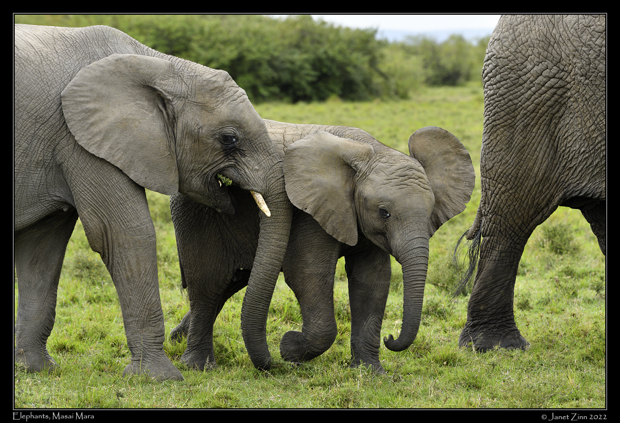 elephants_JZ1_9185a
