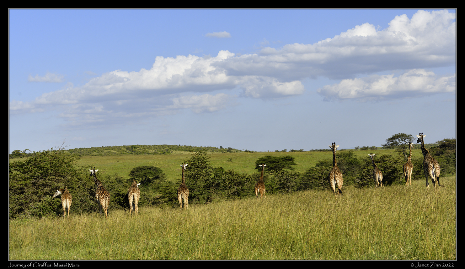 giraffe_JZ1_0212a