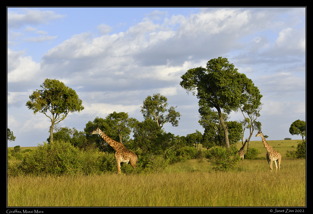 giraffe_JZ1_0699a