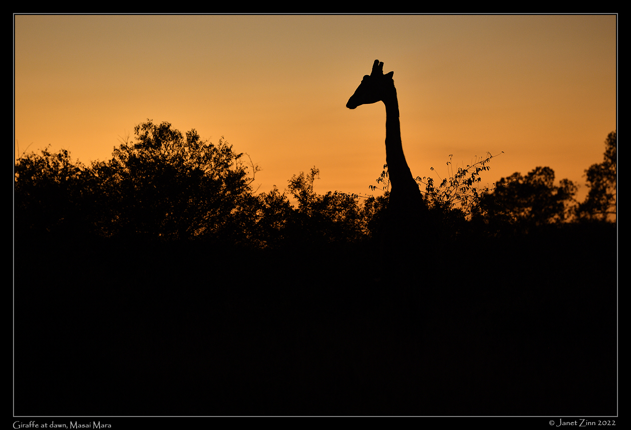 giraffe_JZ1_8199a