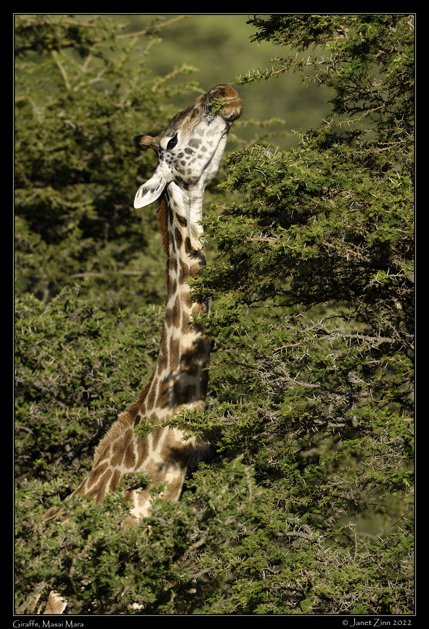 giraffe_JZ9_7387a