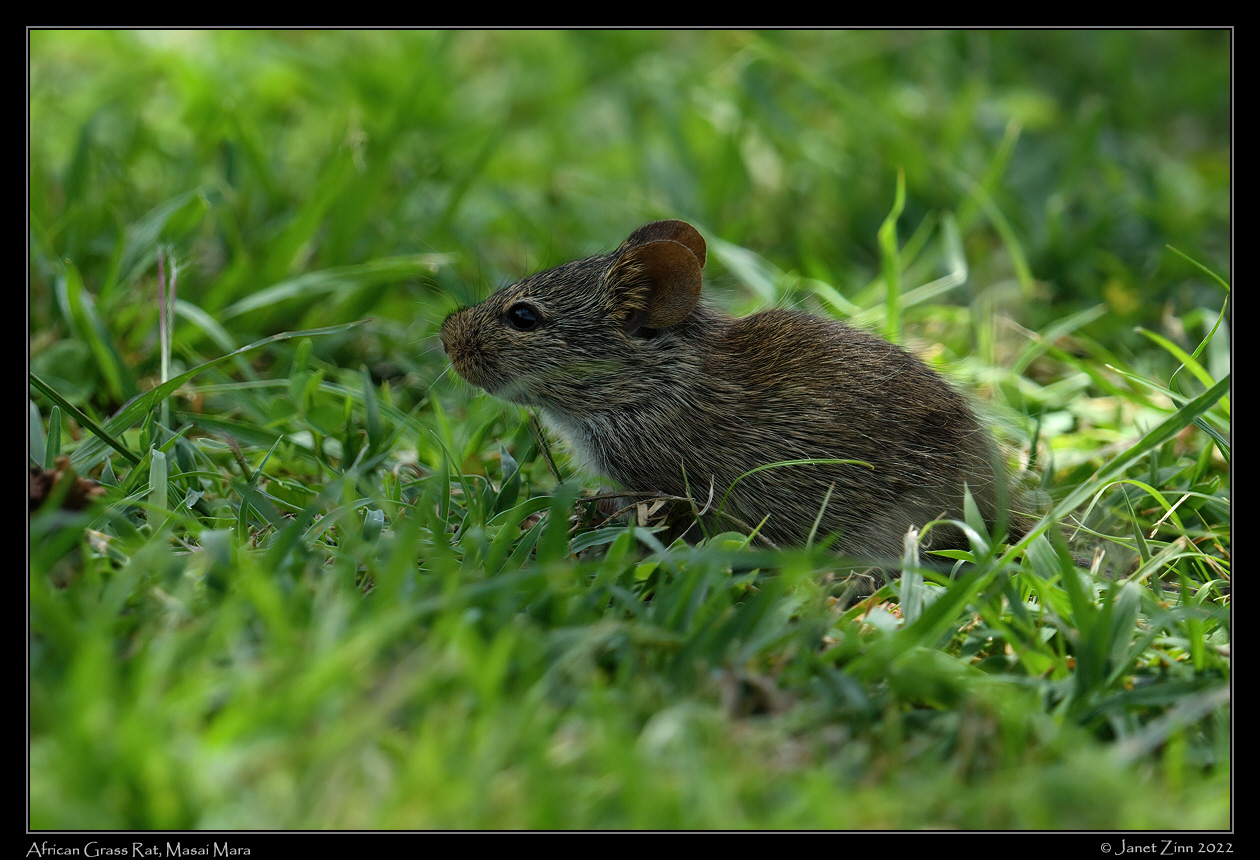 grass_rat_JZ9_6864a
