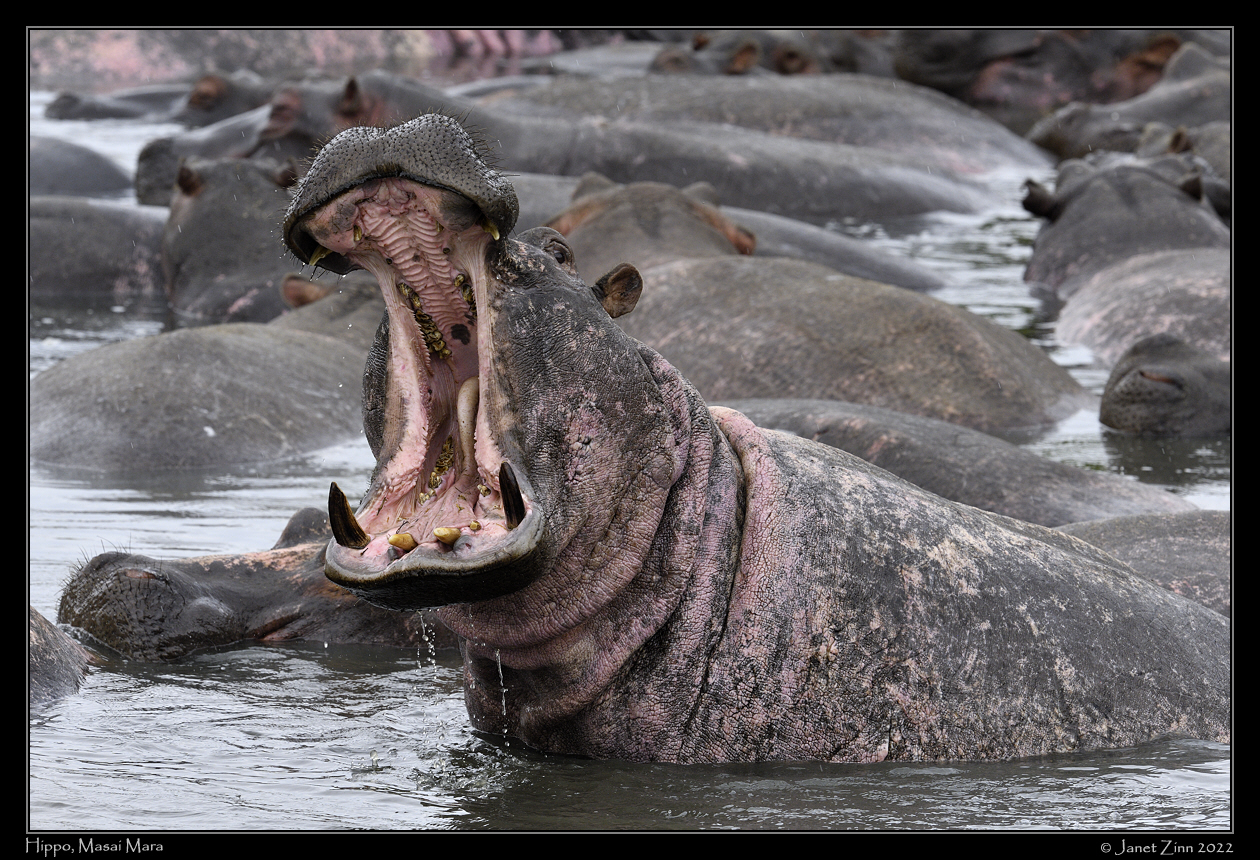 hippo_JZ1_9317a