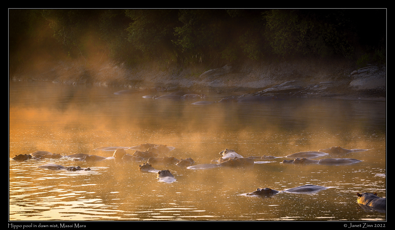 hippos_JZ1_7736cfxa
