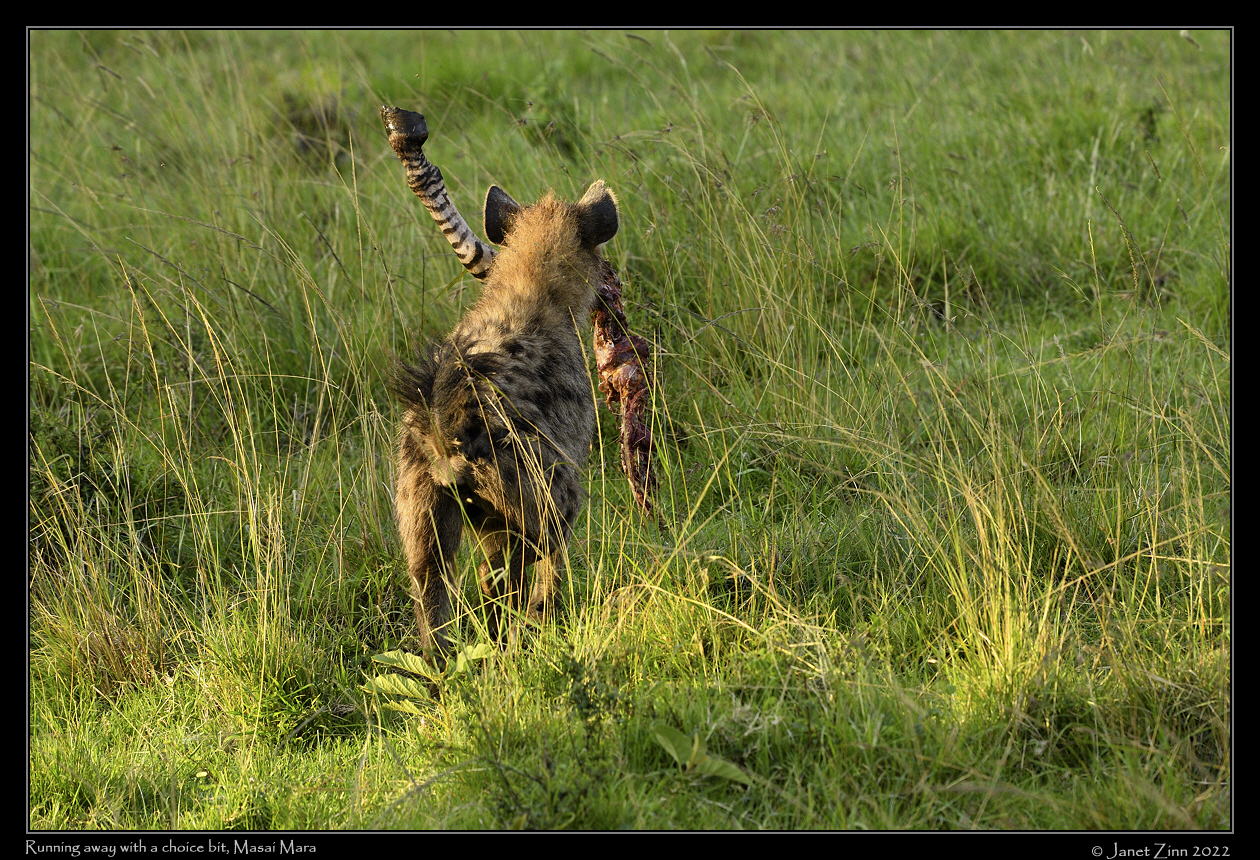 hyena_JZ1_0072a
