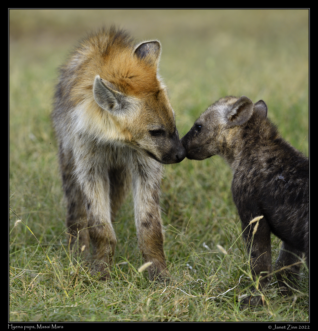 hyena_JZ1_9667a