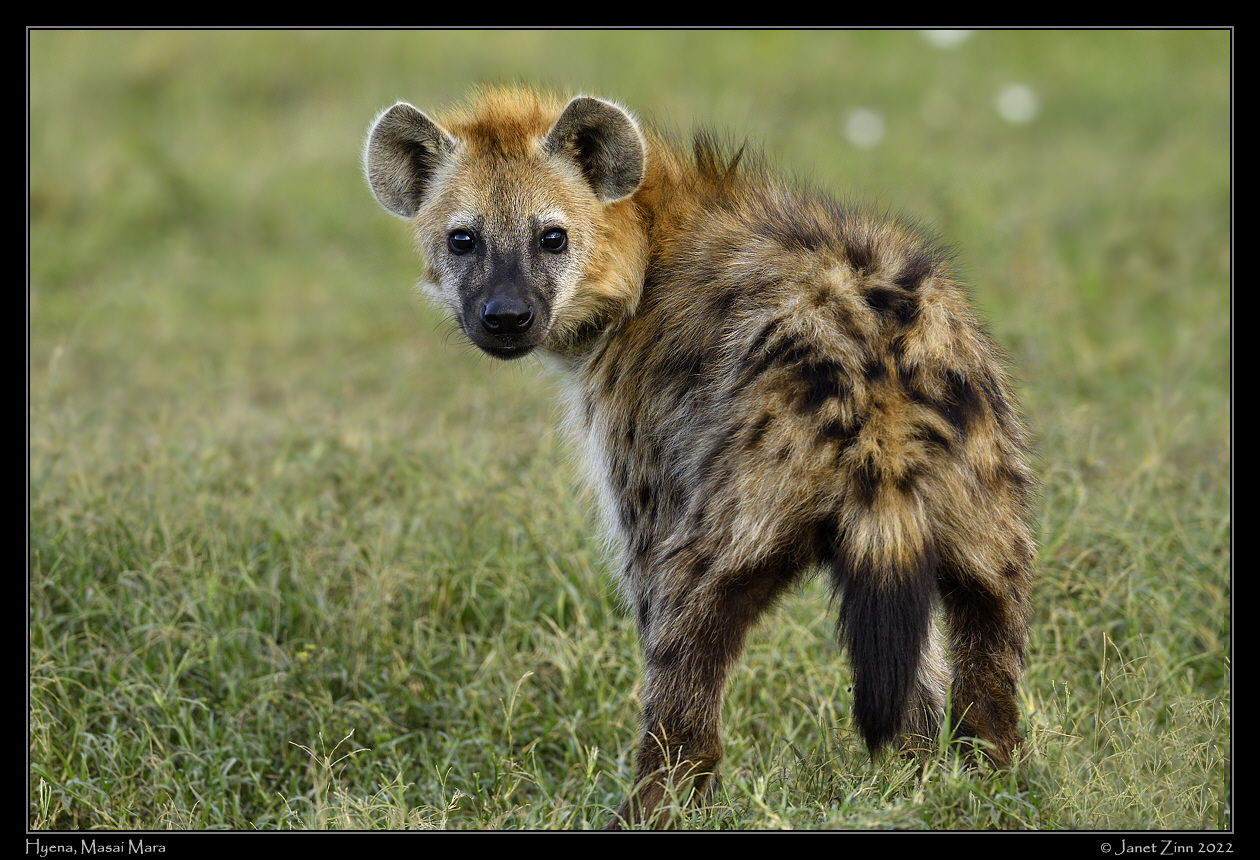 hyena_JZ1_9669a