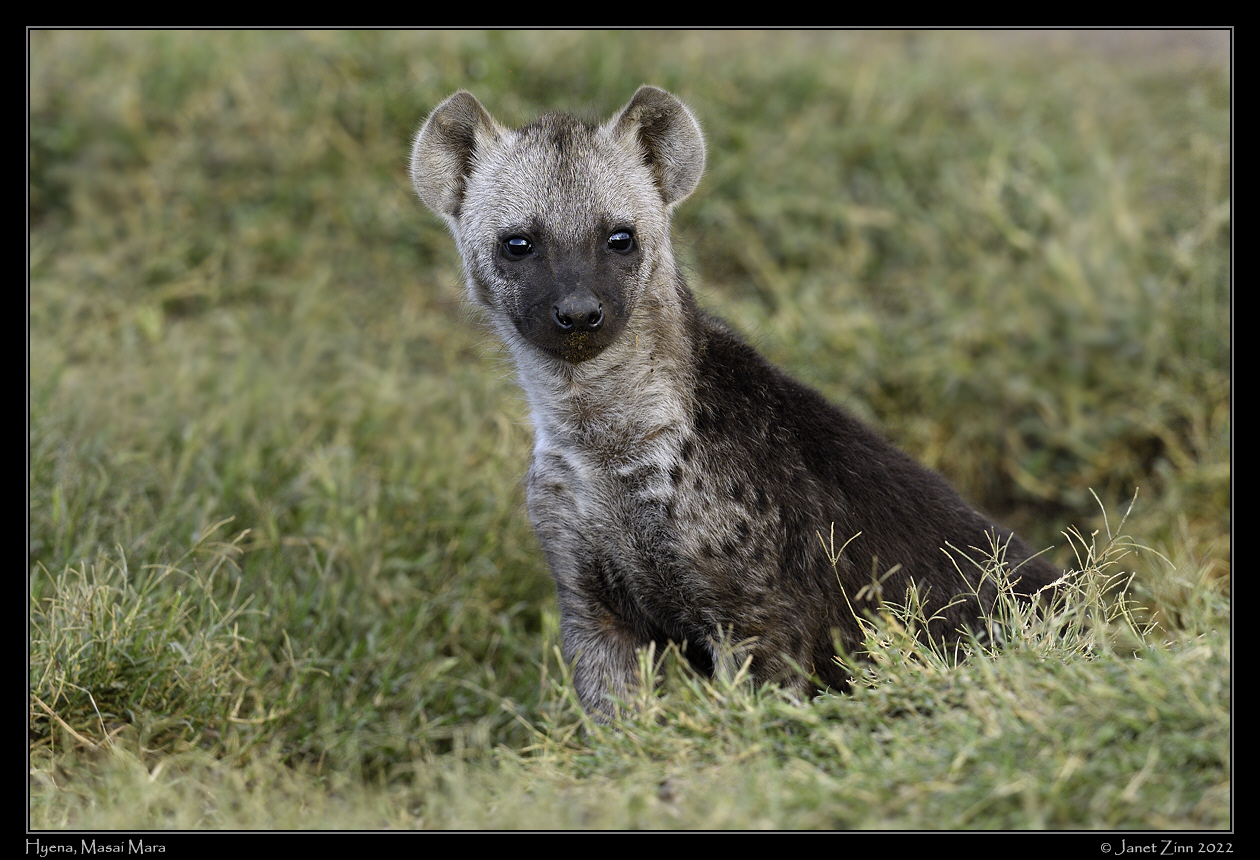 hyena_JZ1_9674a