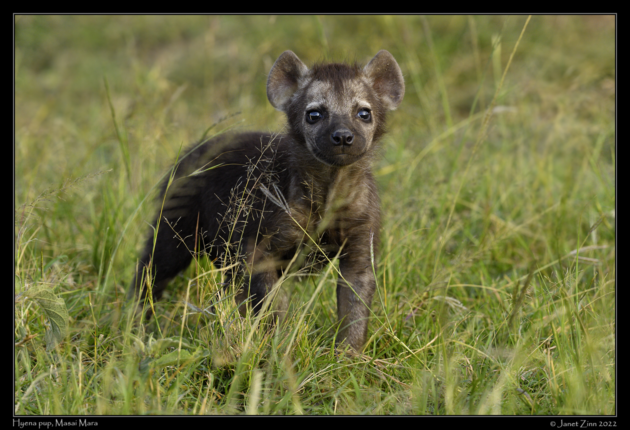 hyena_JZ1_9700a