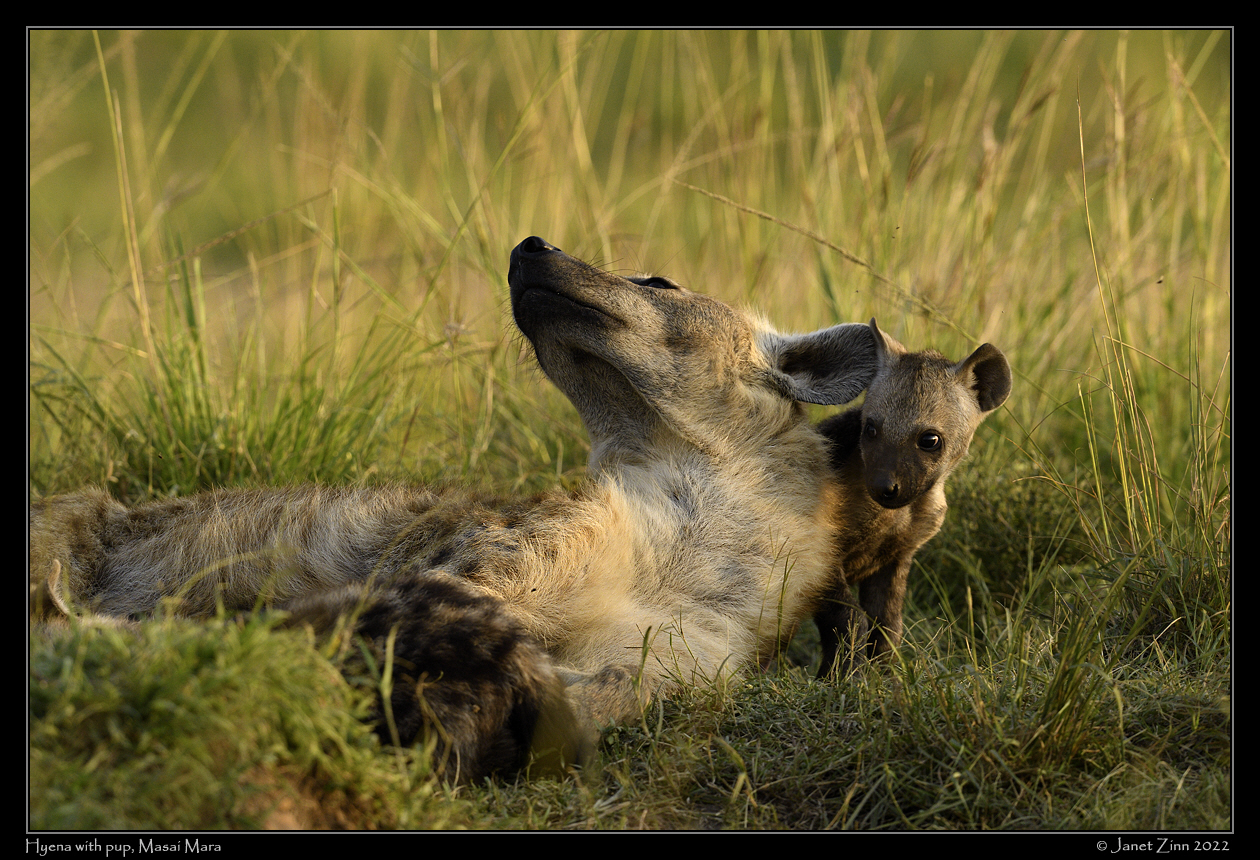 hyena_JZ9_2469a