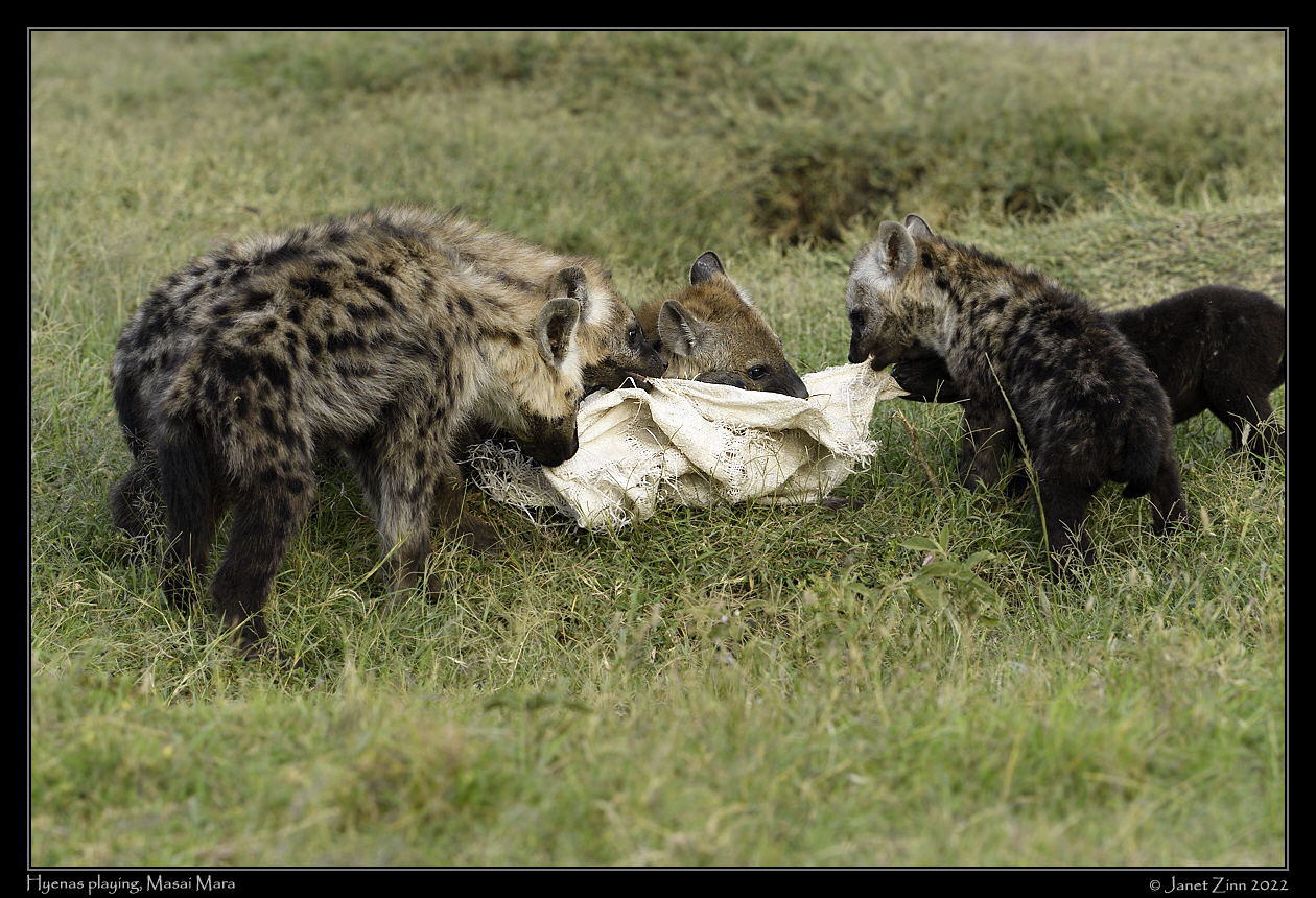 hyena_JZ9_6536a