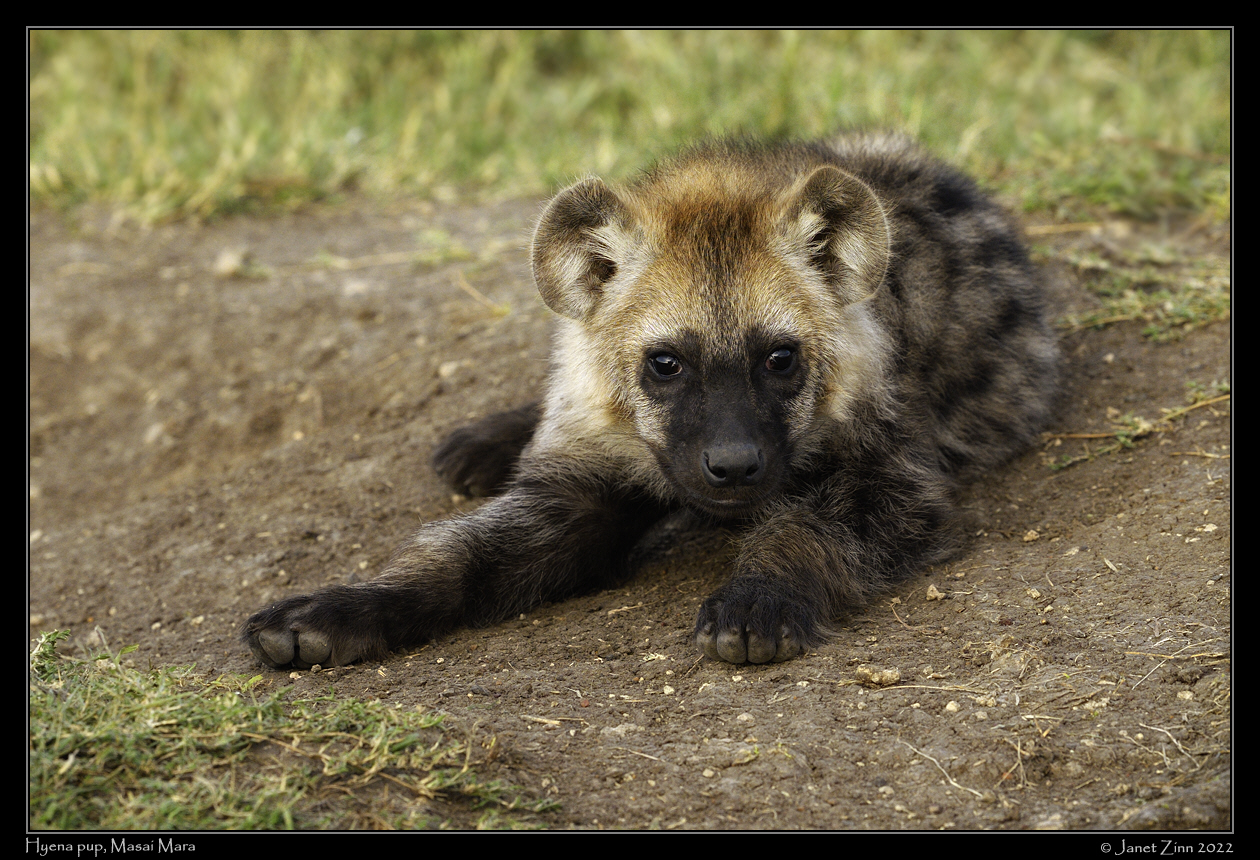 hyena_JZ9_6548cfxa