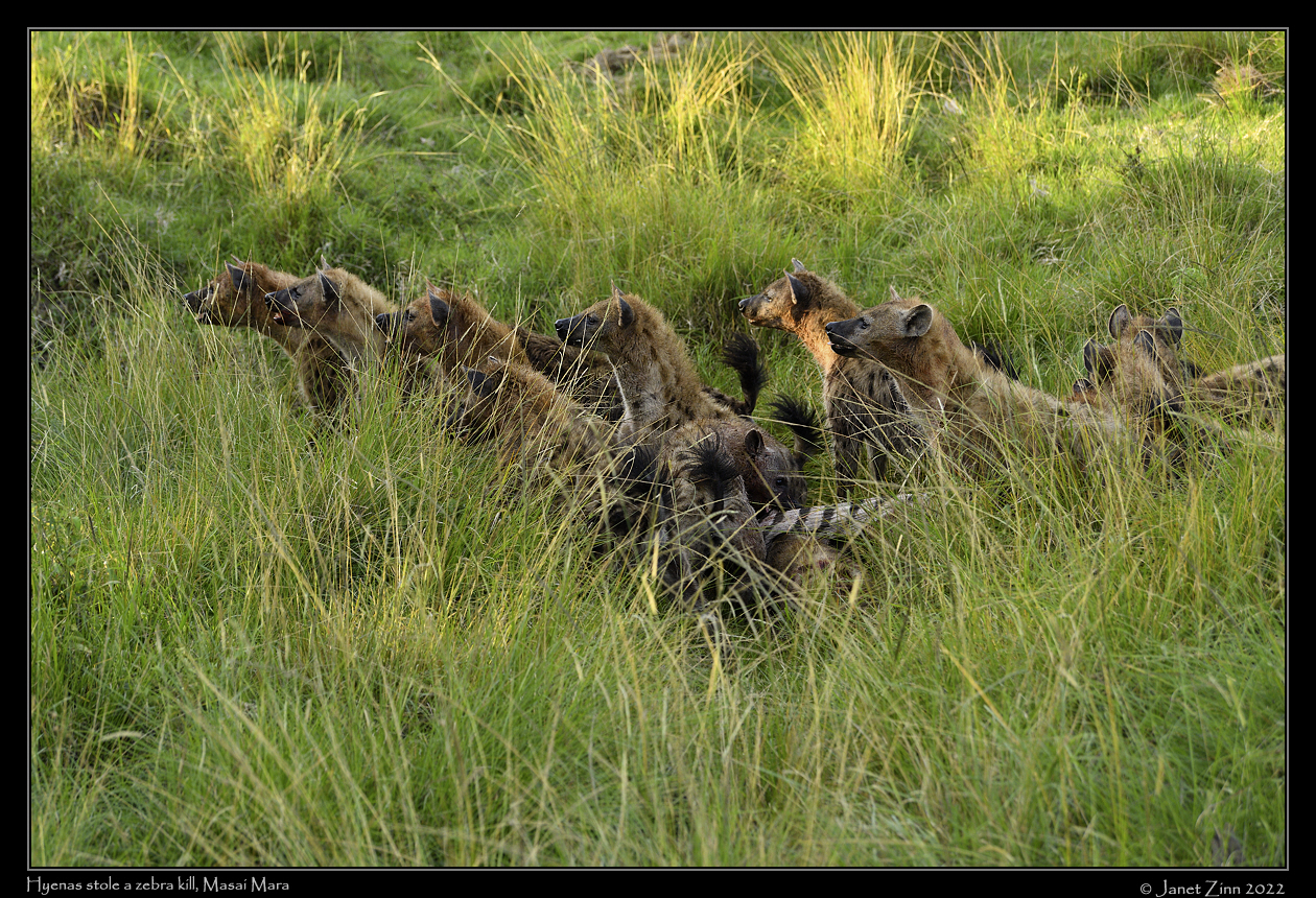 hyenas_JZ1_0055a