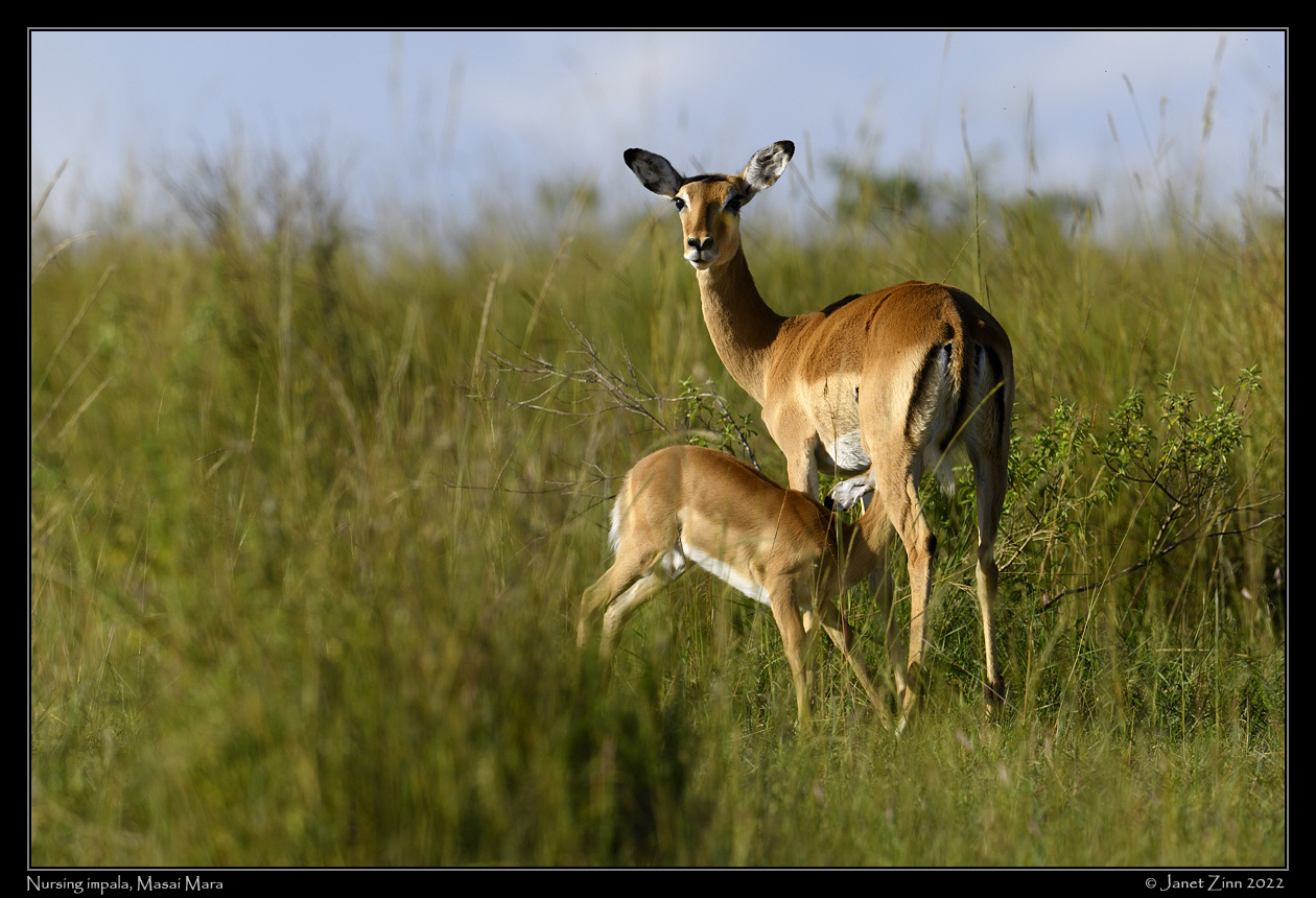 impala_JZ9_3422a