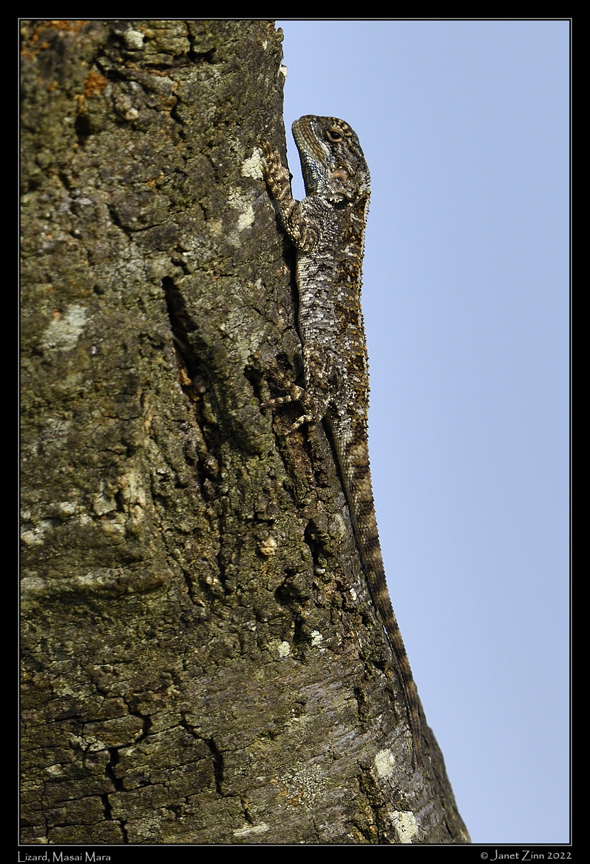 lizard_JZ1_9632a