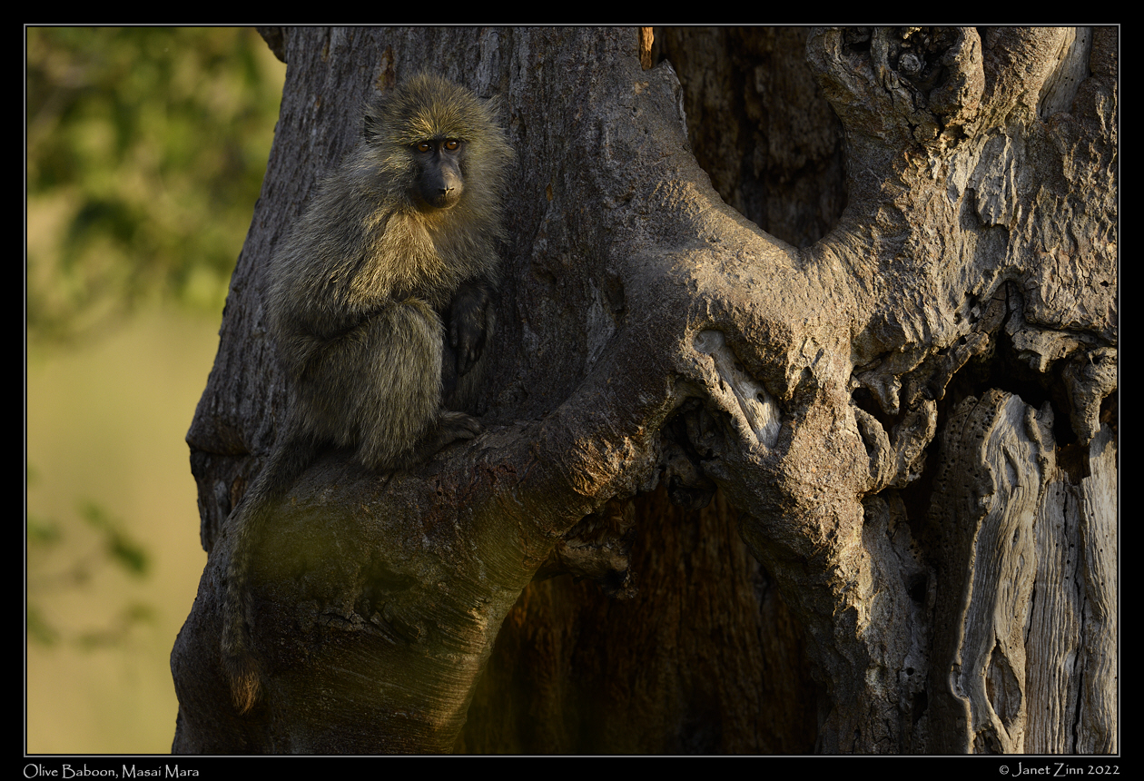 olive_baboon_JZ9_4385a