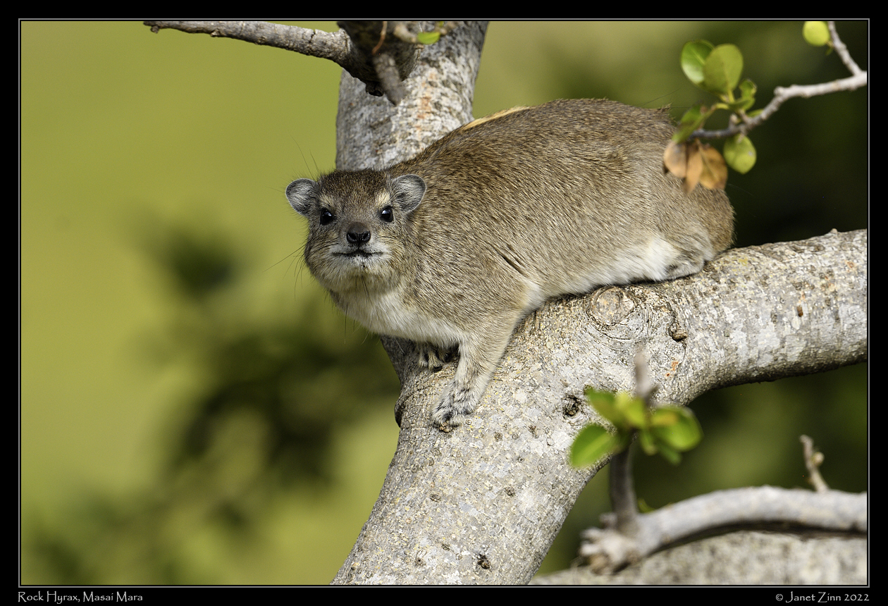 rock_hyrax_JZ1_9620a