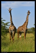  Giraffes, Masai Mara, Kenya � J. Zinn