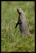  Banded Mongoose, Masai Mara, Kenya � J. Zinn