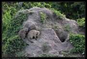  Banded Mongooses on termite mound, Masai Mara, Kenya � J. Zinn